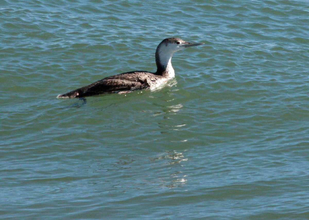 Red-throated Loon - Steve Keith