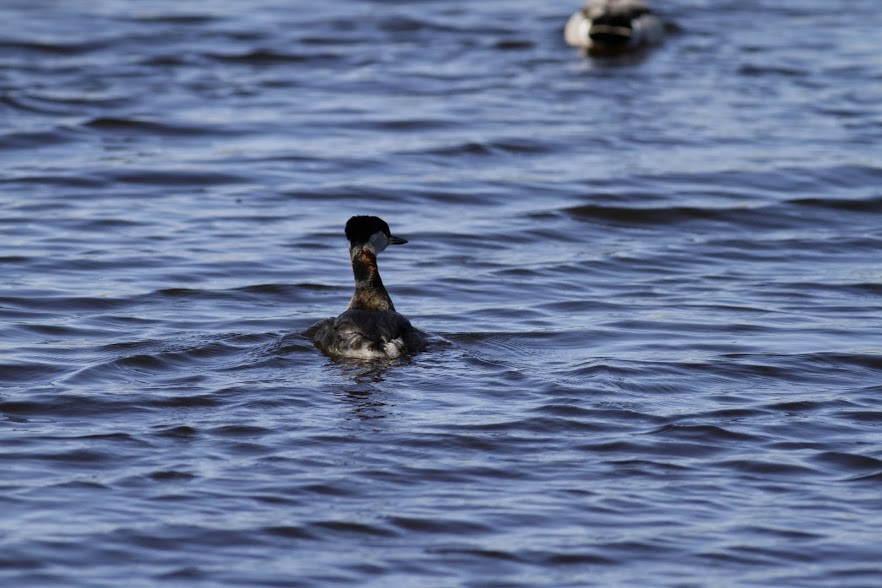 Red-necked Grebe - ML97637141