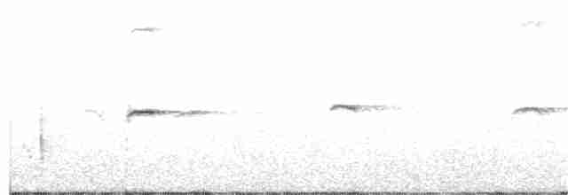 budníček černonohý (ssp. lorenzii) - ML97637951