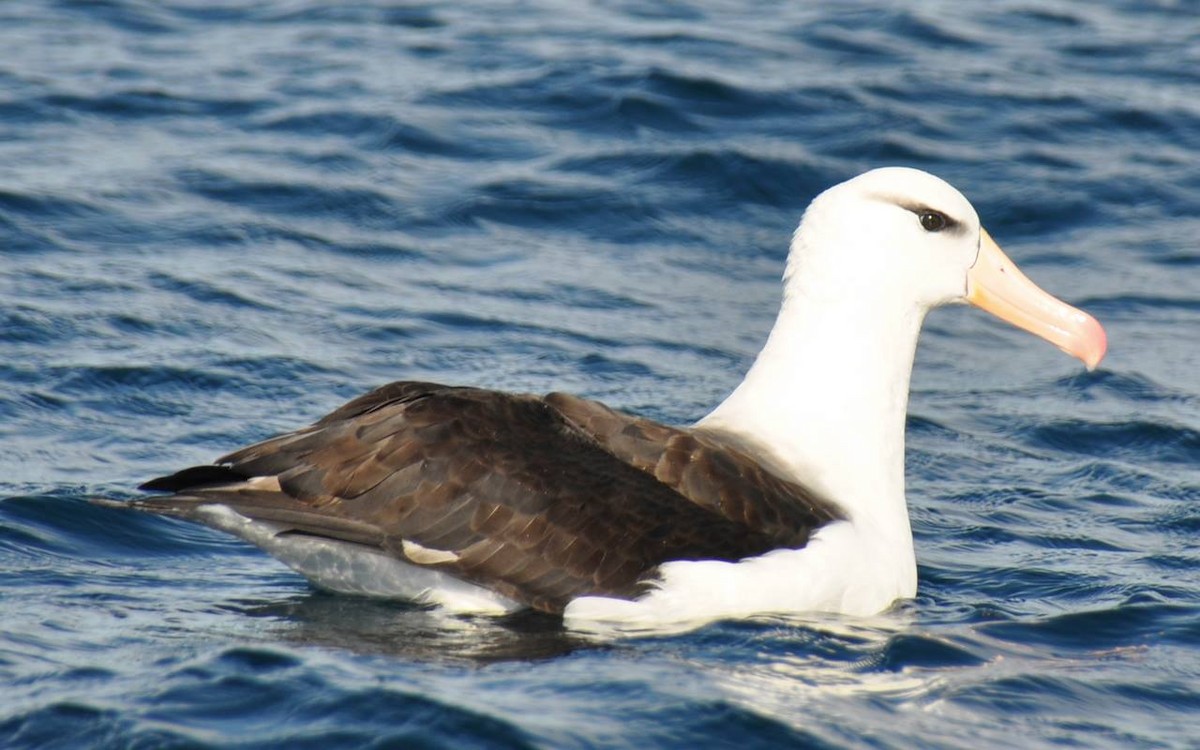 Чернобровый альбатрос - ML97639651