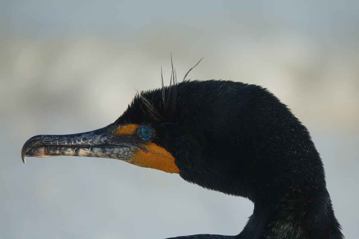 Double-crested Cormorant - Sean Hatch