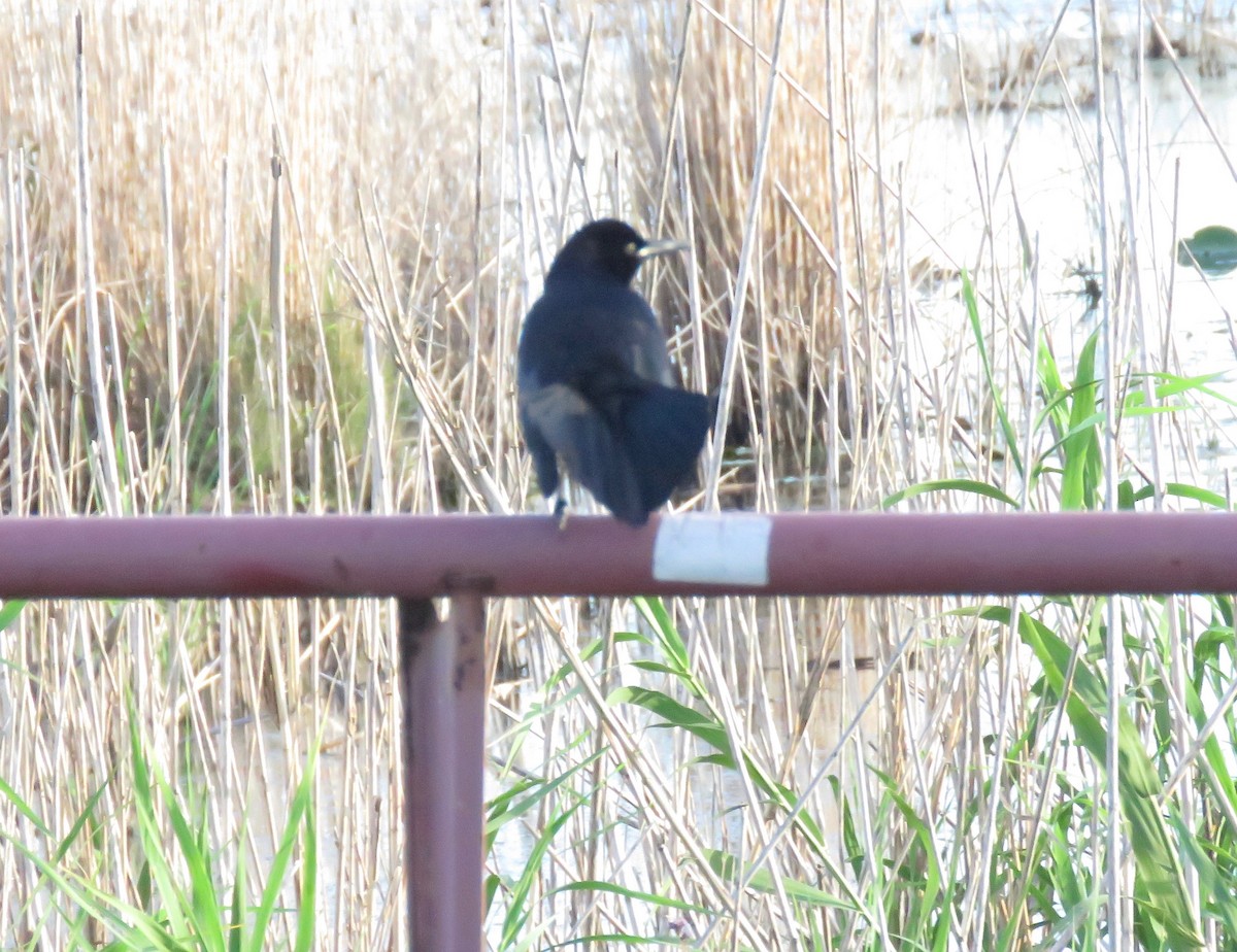Boat-tailed Grackle - ML97640681