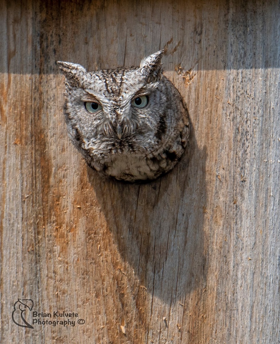 Eastern Screech-Owl - Brian Kulvete