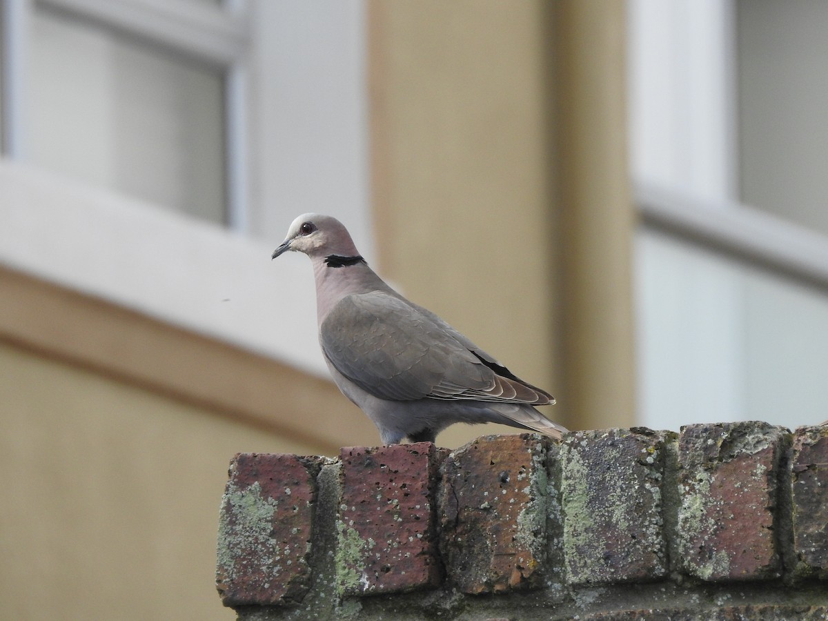 Red-eyed Dove - ML97644961