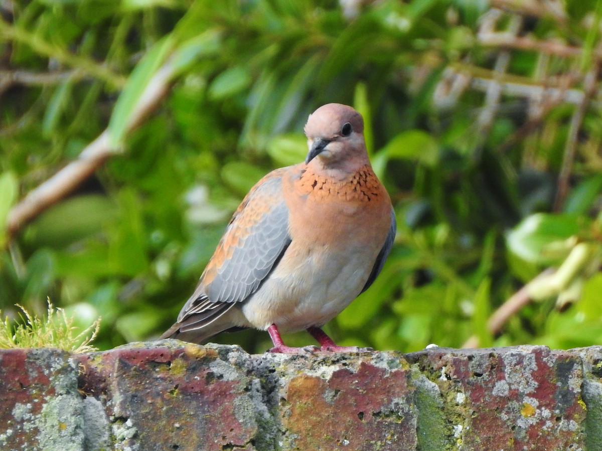 Laughing Dove - ML97644991