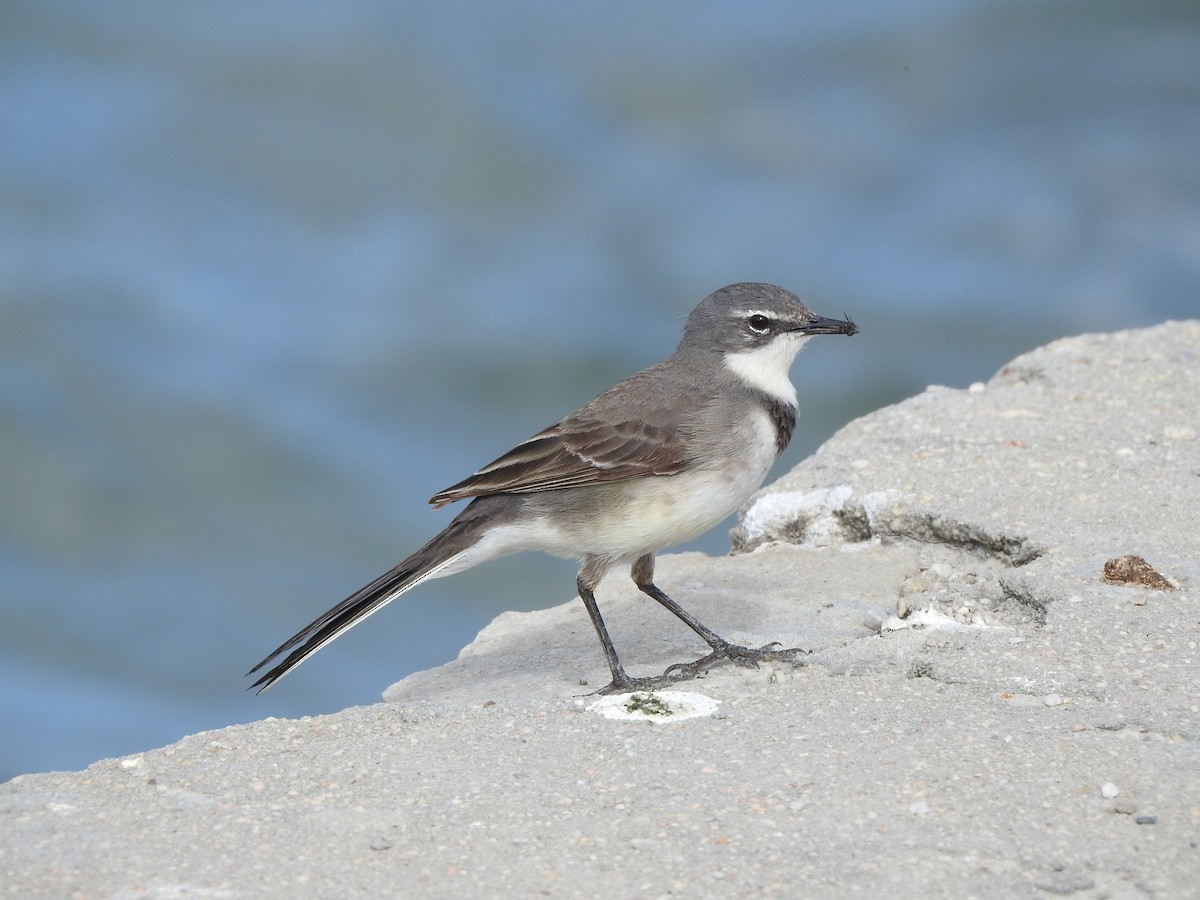 Cape Wagtail - ML97645081