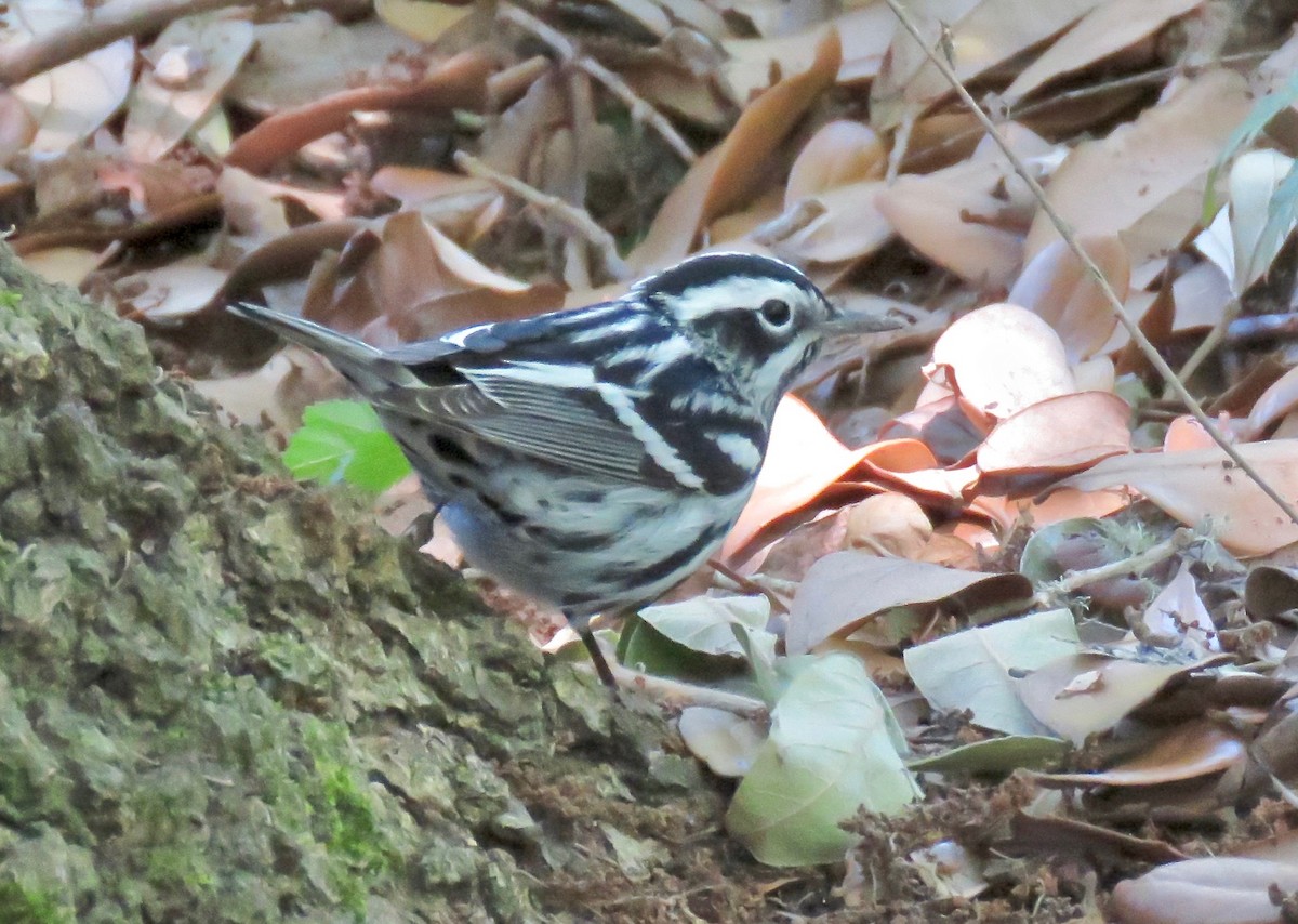 Black-and-white Warbler - Babs Buck
