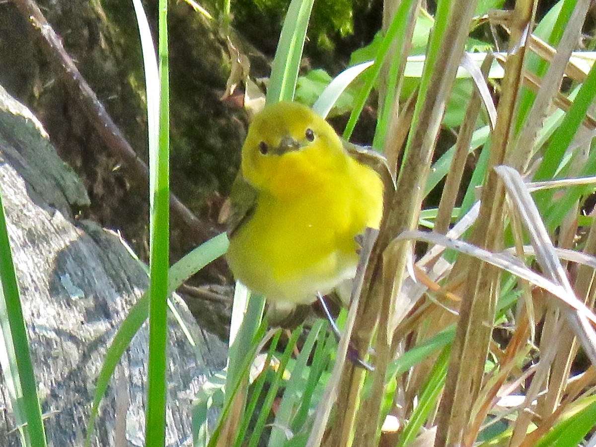 Prothonotary Warbler - Babs Buck