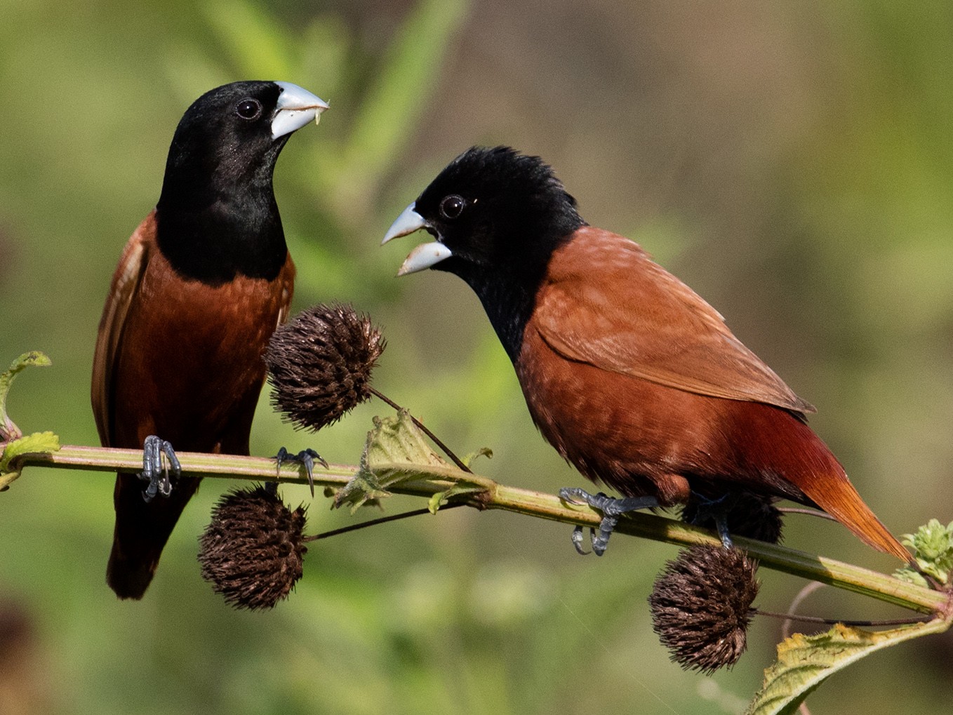 Chestnut Munia - Zhong Ying Koay