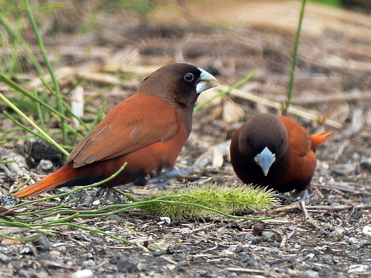 Chestnut Munia - camake OD