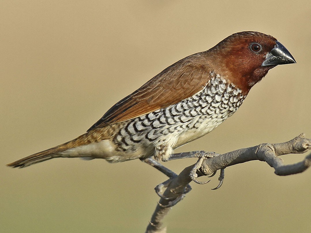 Scaly-breasted Munia - Jens Eriksen