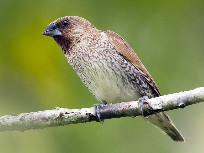 Scaly-breasted Munia - eBird