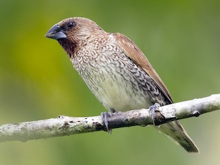  - Scaly-breasted Munia