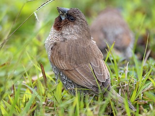  - Scaly-breasted Munia