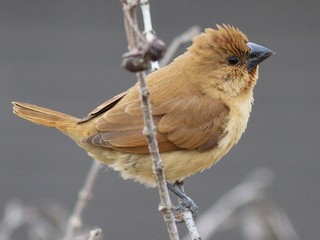  - Scaly-breasted Munia