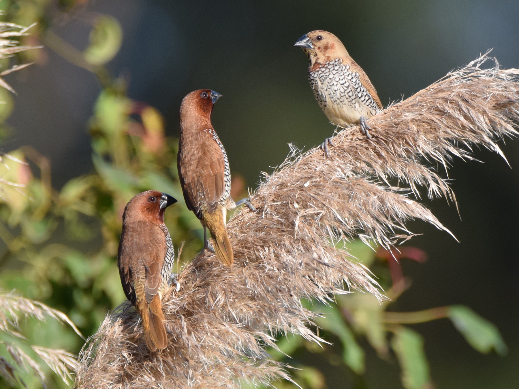 Scaly-breasted Munia - Perry Doggrell