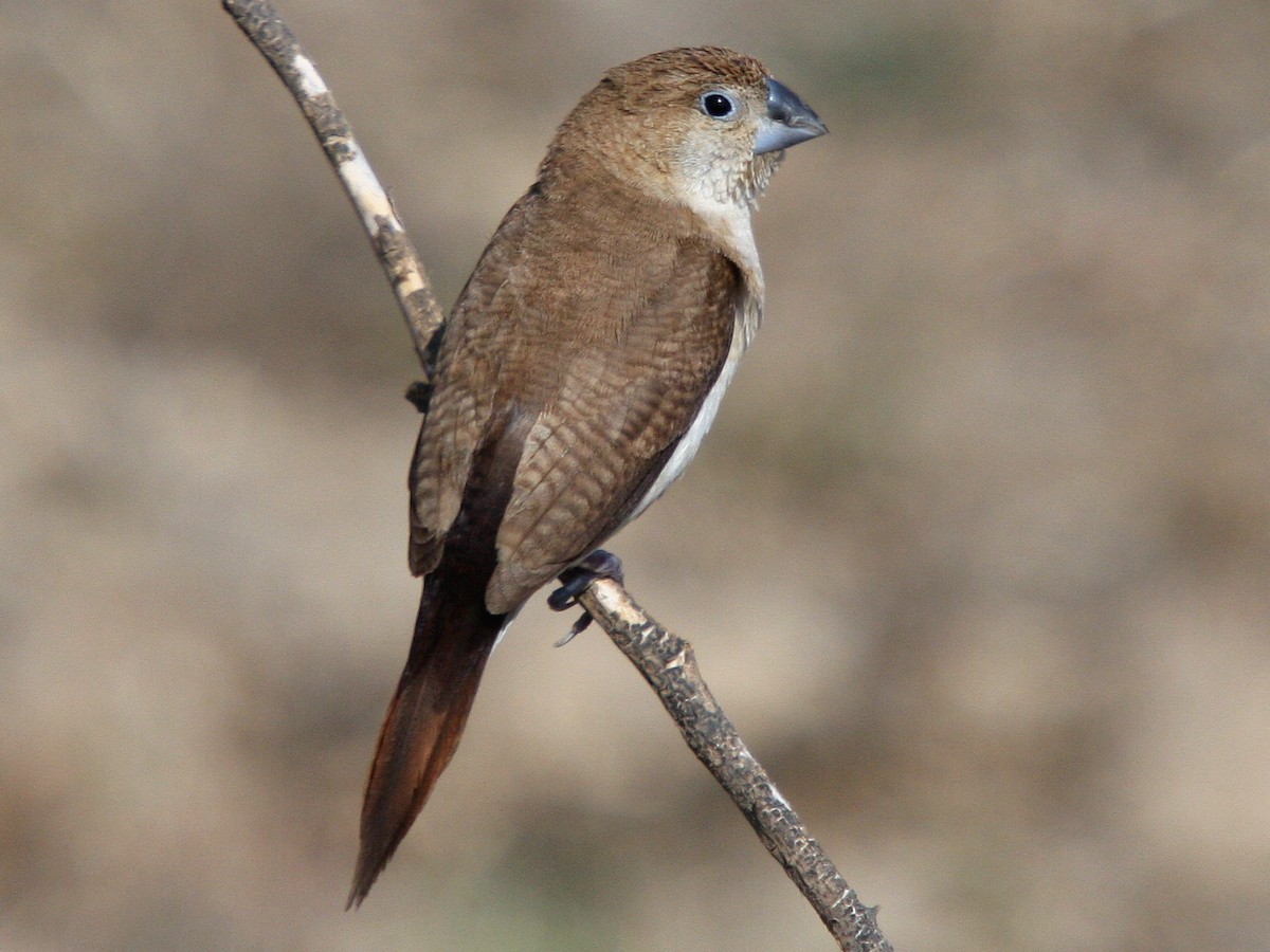 Capucin bec-dargent - eBird