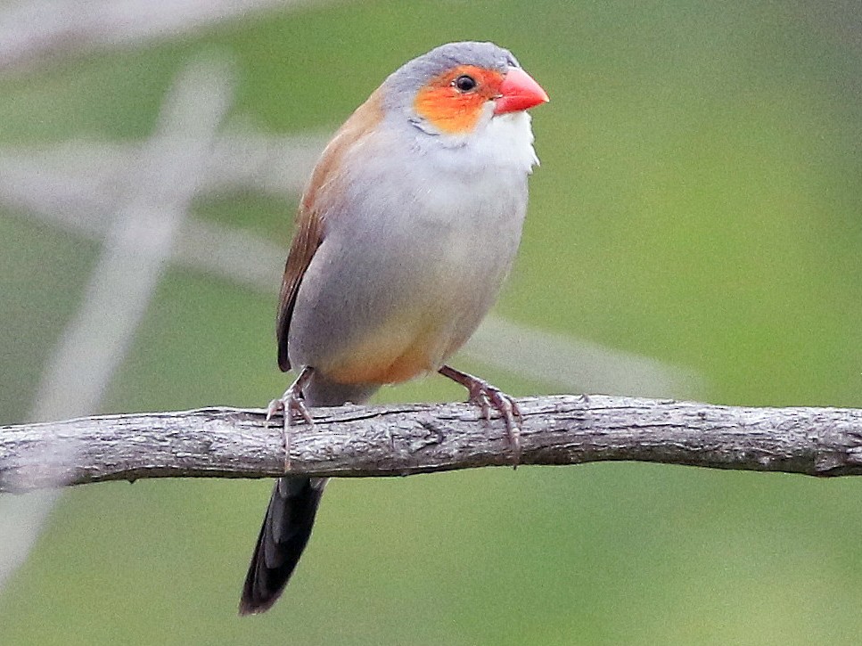 Orange-cheeked Waxbill - eBird