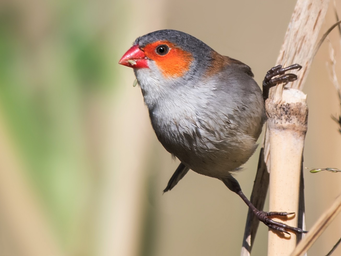 Orange-cheeked Waxbill - eBird