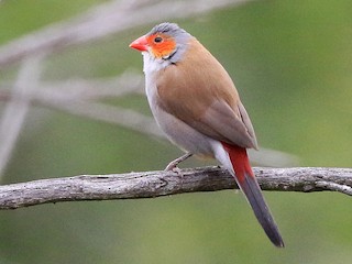 ホオアカカエデチョウ - eBird