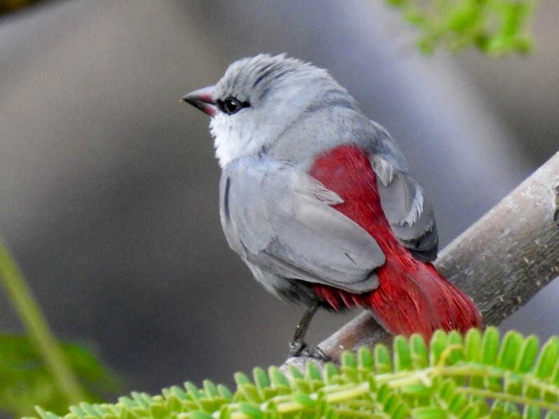 Lavender Waxbill - Ron Pozzi