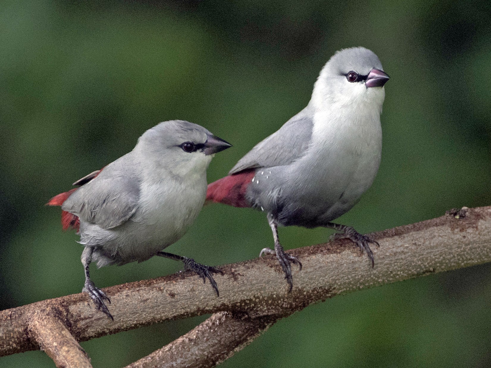 Lavender Waxbill - Brian Sullivan