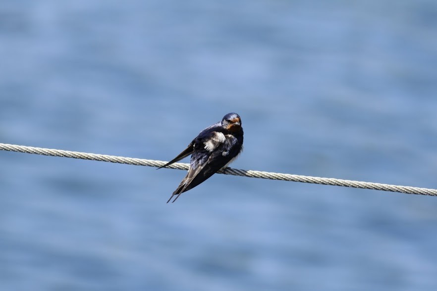 Barn Swallow (White-bellied) - ML97649421