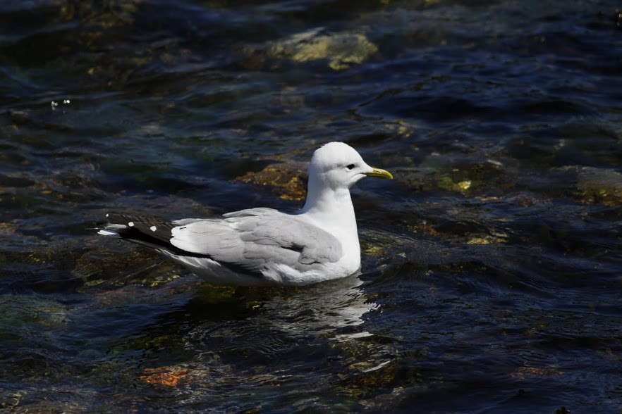 Common Gull (European) - ML97649521
