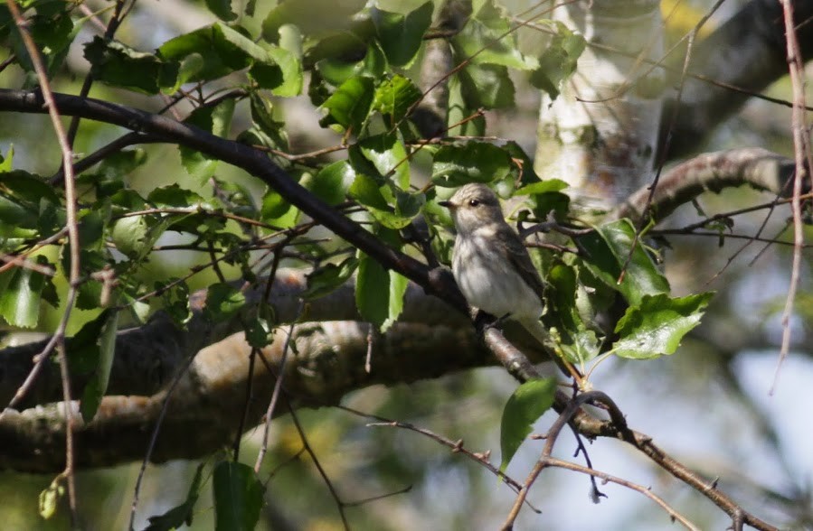 Spotted Flycatcher (Spotted) - ML97649661
