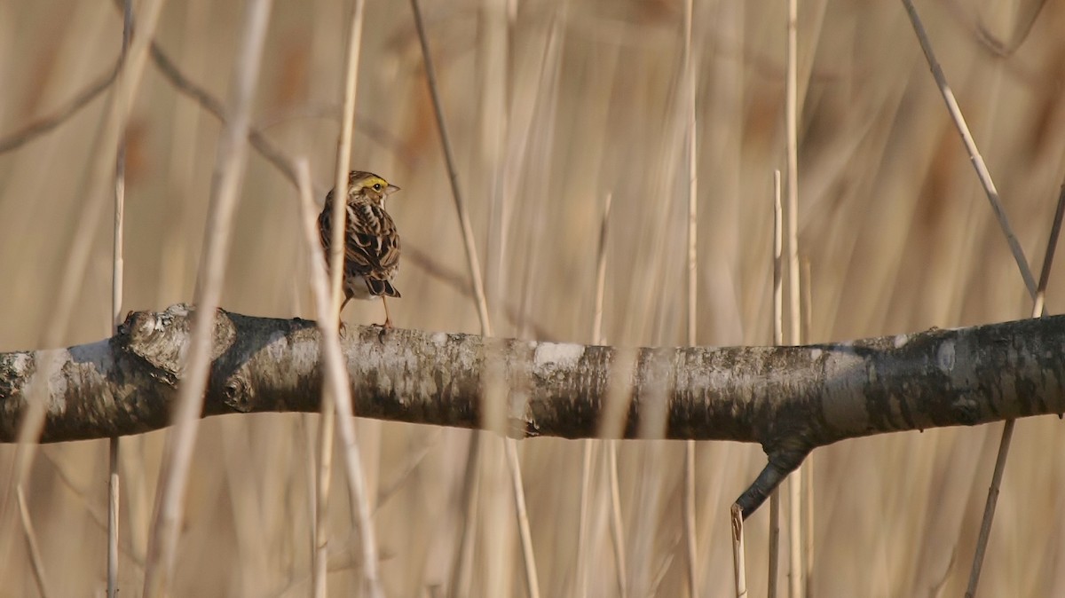 Savannah Sparrow (Savannah) - Bill Bunn