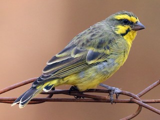  - Yellow-fronted Canary