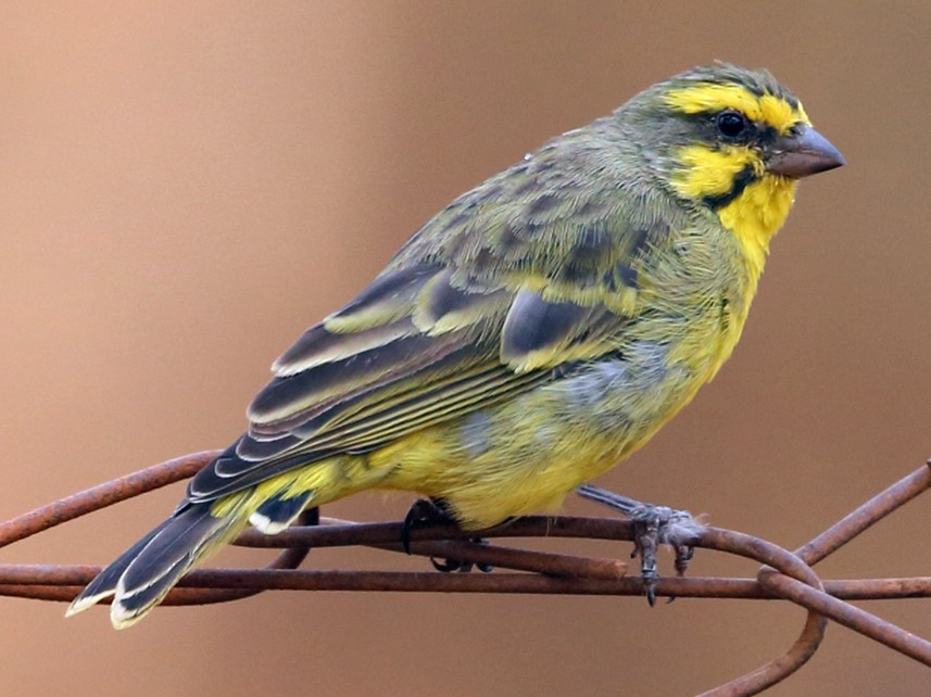 Canary finch store