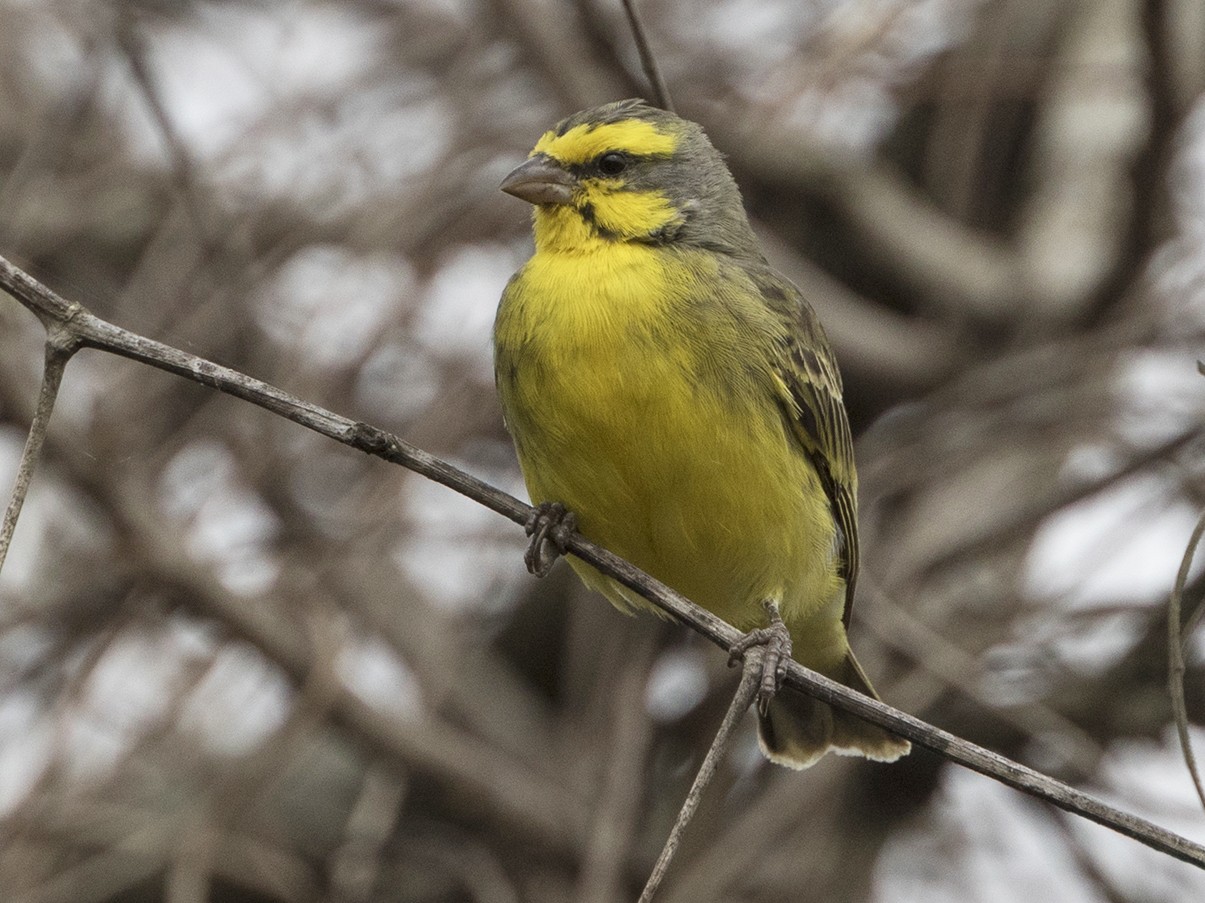 Yellow-fronted Canary - eBird