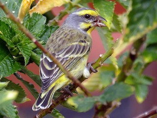  - Yellow-fronted Canary