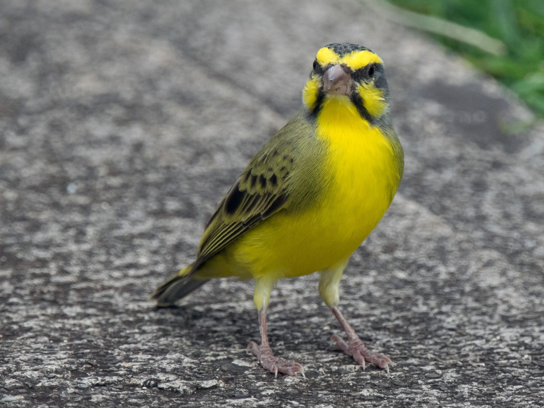 Yellow-fronted Canary - Nancy Christensen