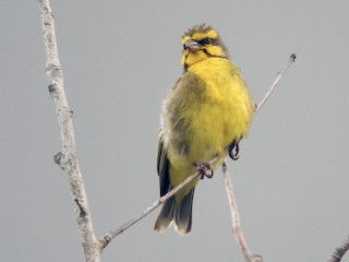  - Yellow-fronted Canary