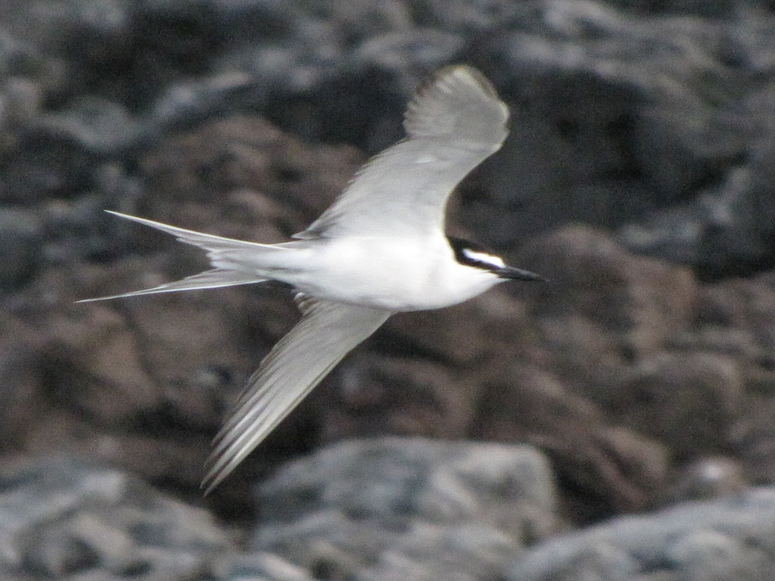 Gray-backed Tern - Diego Miranda Urbina