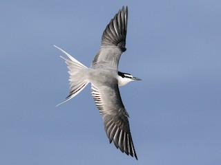 Gray-backed Tern - eBird