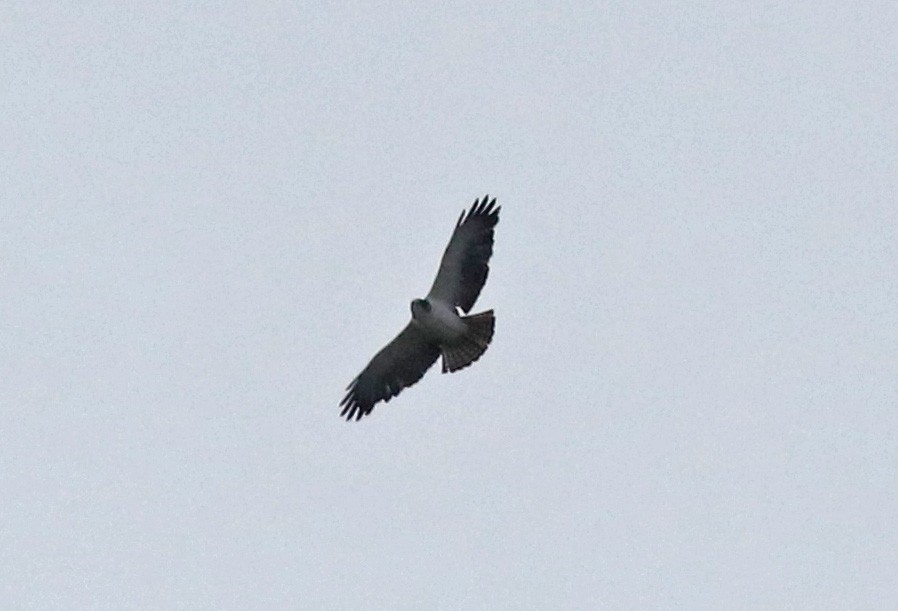 Short-tailed Hawk - ML97652801