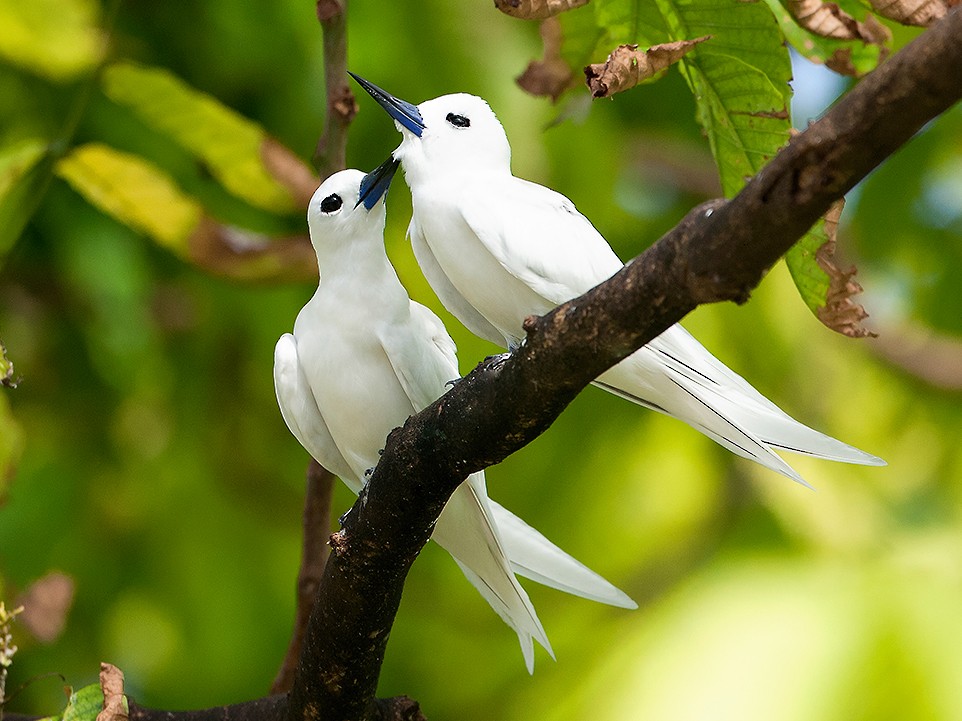 White Tern - Tony Palliser