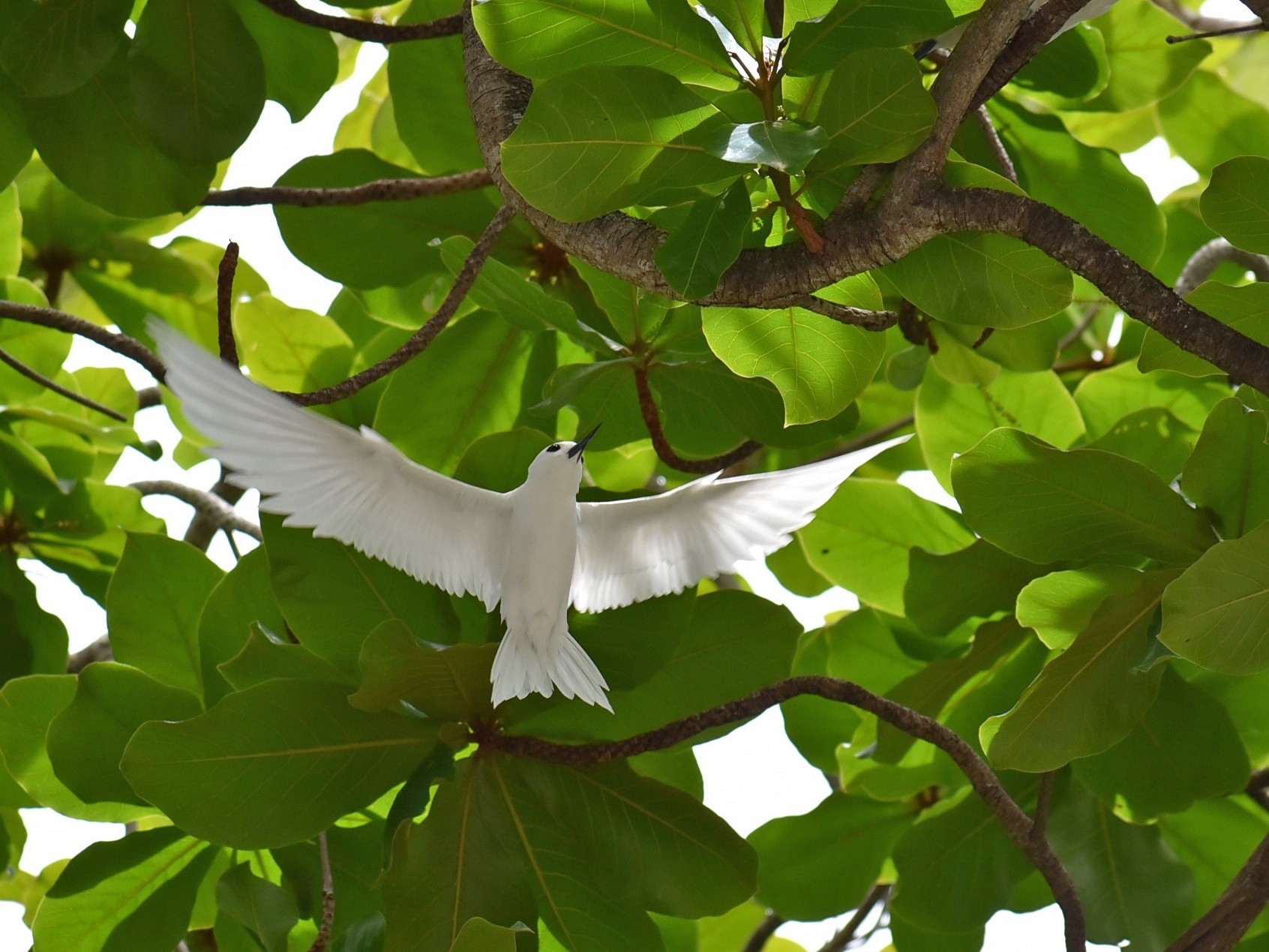 White Tern - T Norris