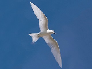  - White Tern