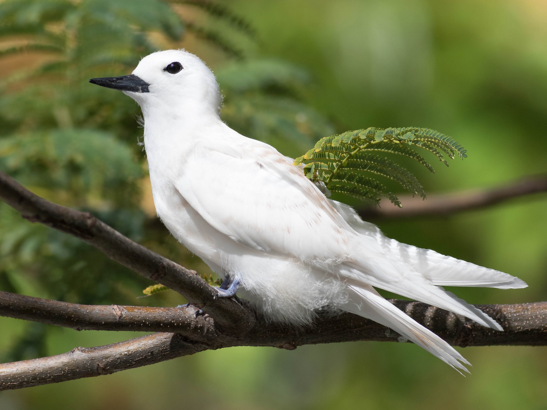 シロアジサシ Ebird