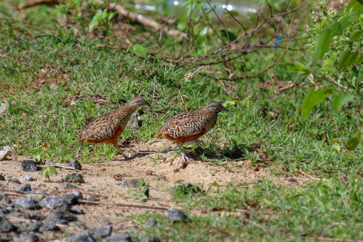 Barred Buttonquail - Tommy Pedersen