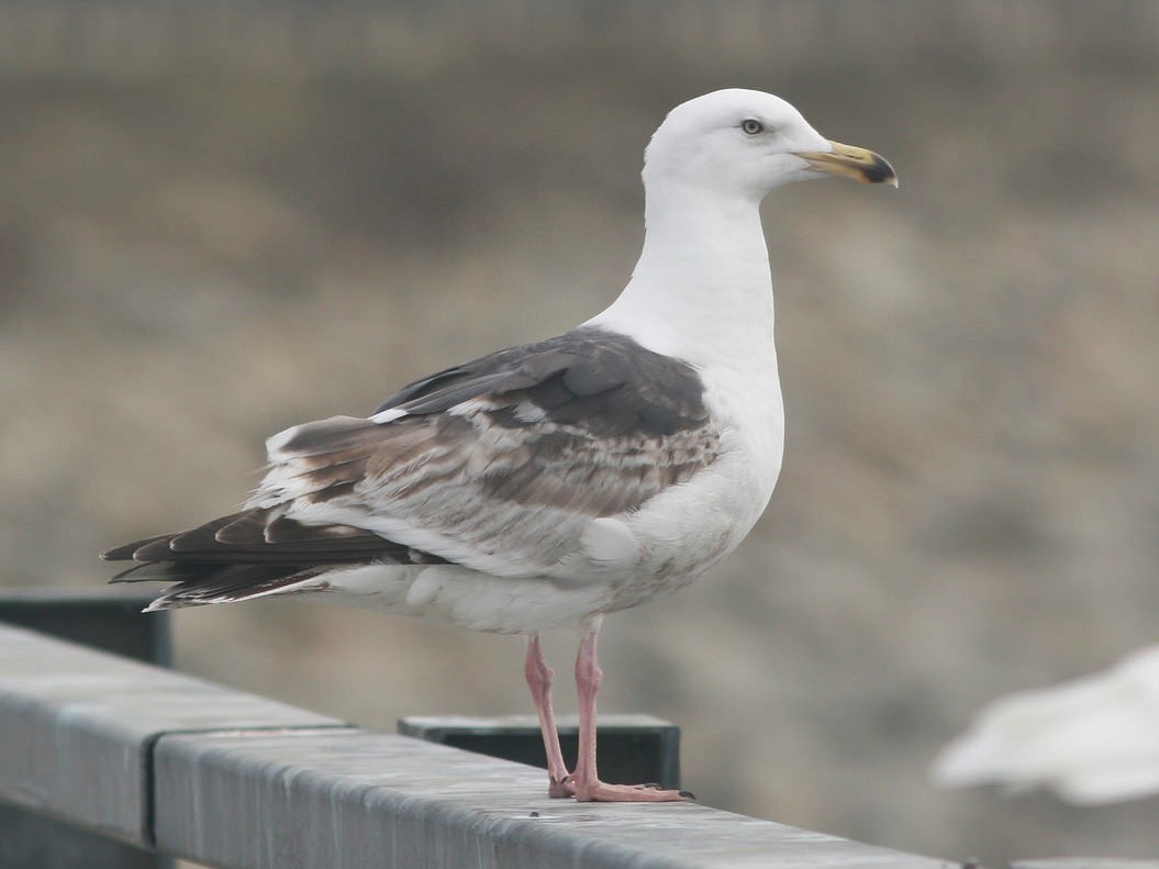 Slaty-backed Gull - Markus Deutsch