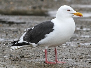 繁殖期成鳥 - Ian Davies - ML97658041