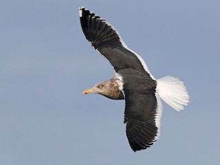 นกเต็มวัยชุดขนนอกฤดูผสมพันธุ์ - Ian Davies - ML97658081