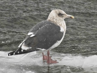 Tredje år - Nick Hajdukovich - ML97658091