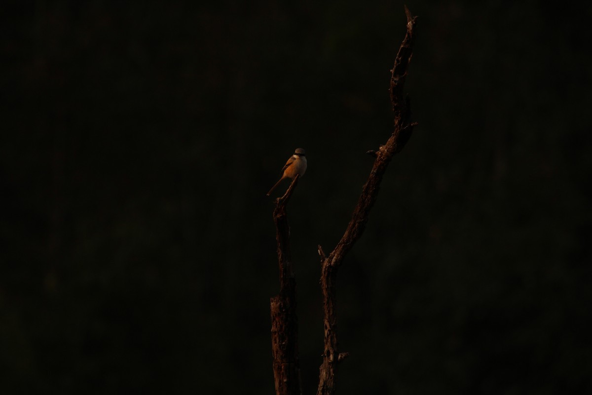 Long-tailed Shrike - ML97658311