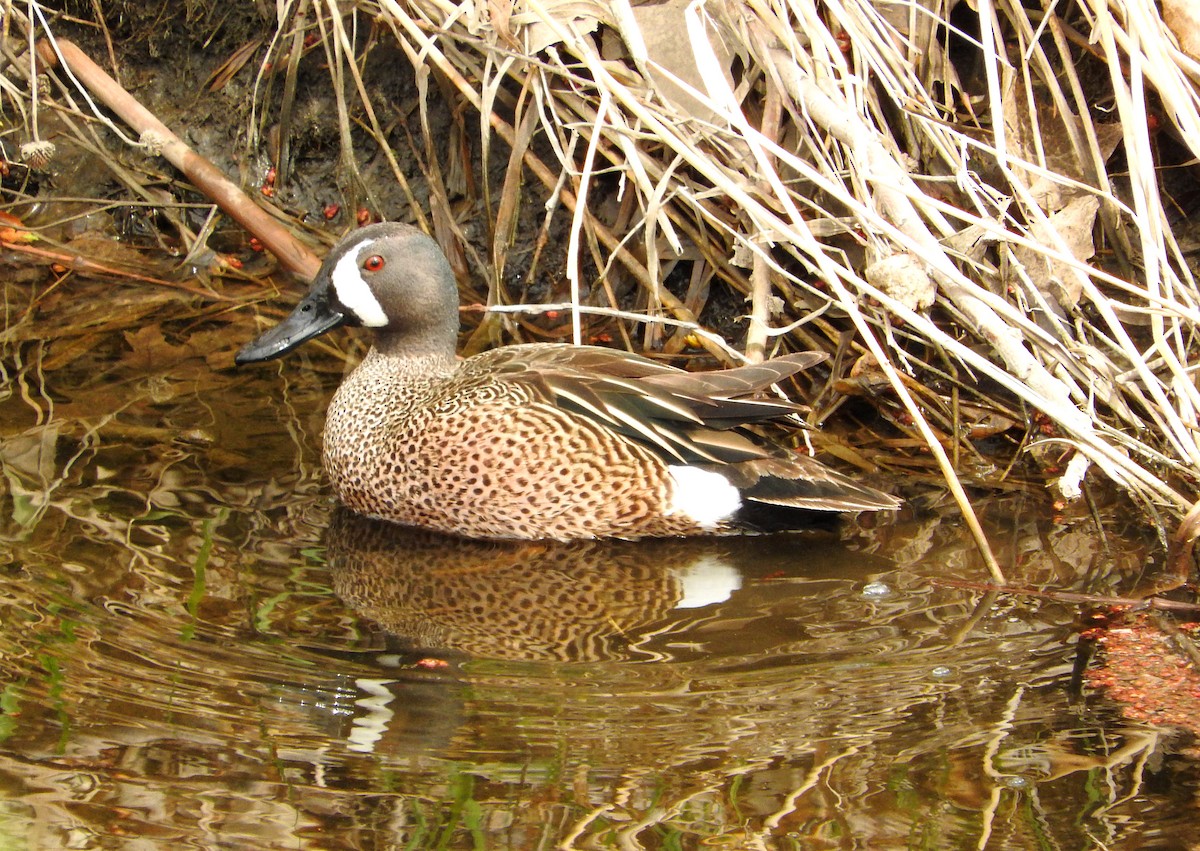 Blue-winged Teal - Mick ZERR